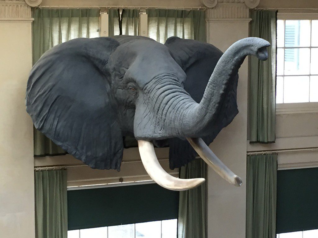 Elephant Kodak